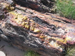 Petrified Forest4